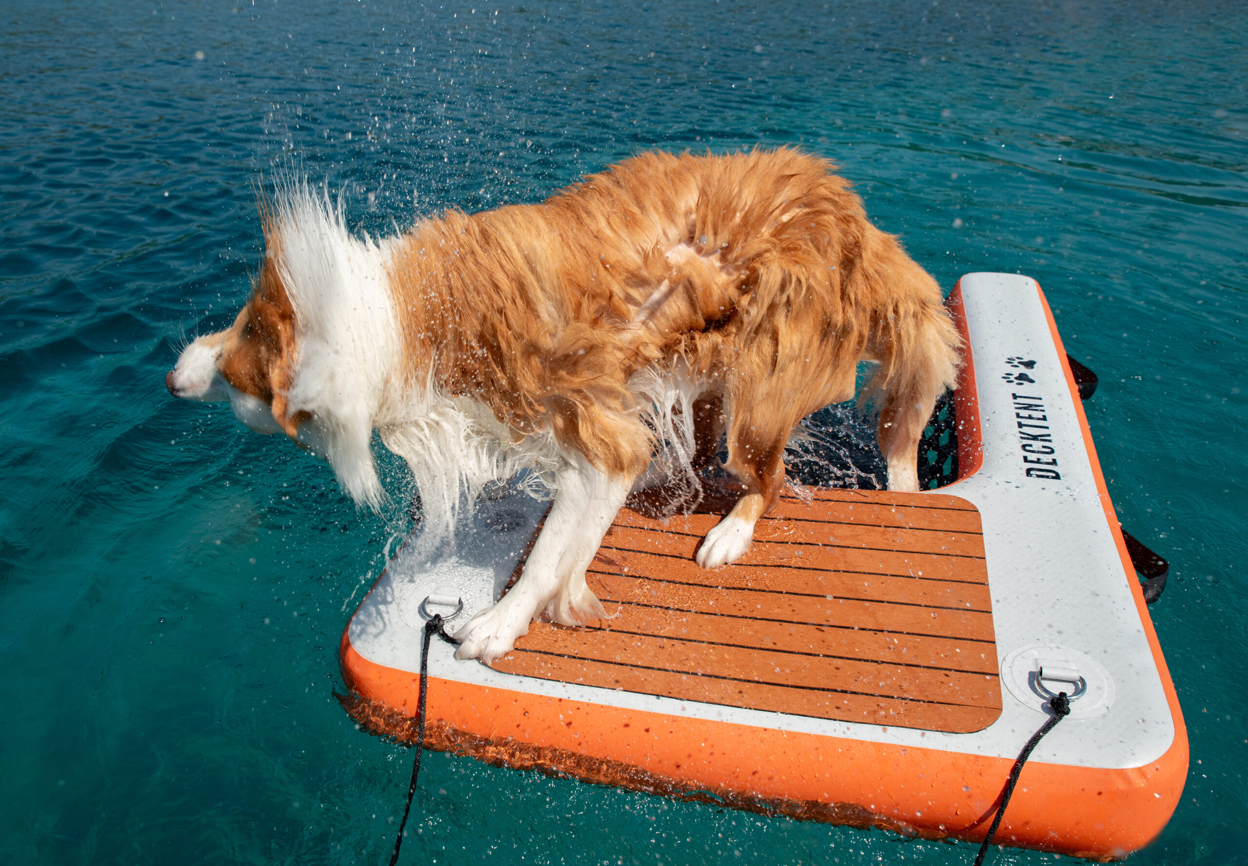 Dog_Ramp
